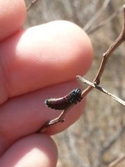 Trirhabda bacharidis