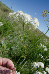 Perideridia gairdneri