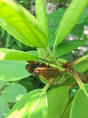 Magicicada cassinii