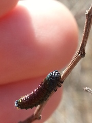 Trirhabda bacharidis