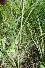 Perideridia gairdneri