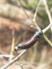 Trirhabda bacharidis