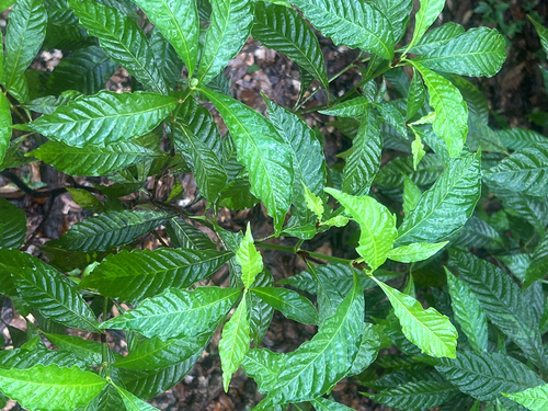 Psychotria observed 2026-10-30