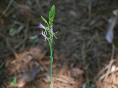 Oenothera suffulta