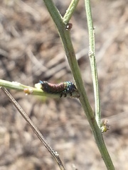 Trirhabda bacharidis