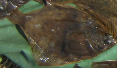 Pleuronectinae