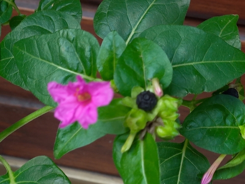 Mirabilis jalapa observed 2026-10-30