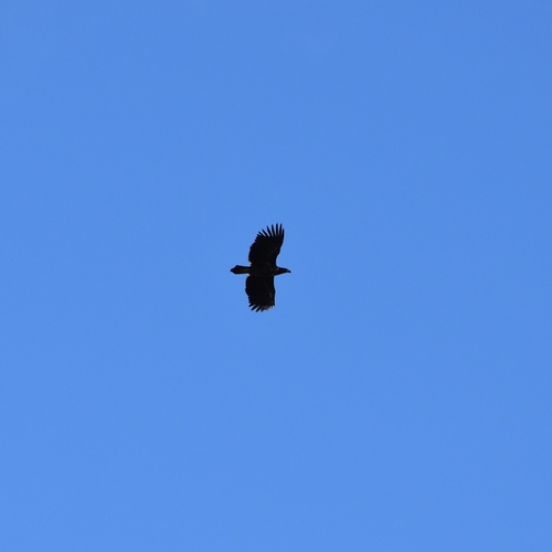 Haliaeetus albicilla observed 2026-10-30