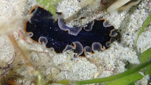 Pseudoceros observed 2026-10-29