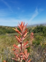 Castilleja subinclusa