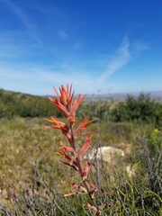Castilleja subinclusa