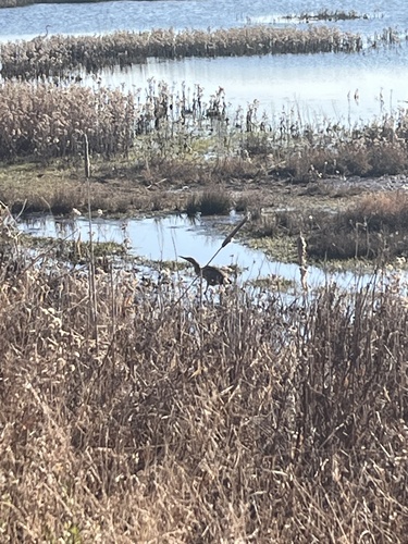 Aves observed 2026-10-30
