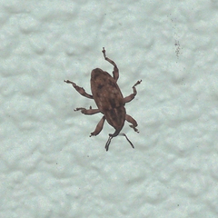 Mechistocerus