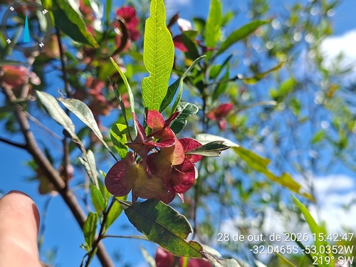Dodonaea viscosa observed 2026-10-28