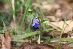 Glandora prostrata
