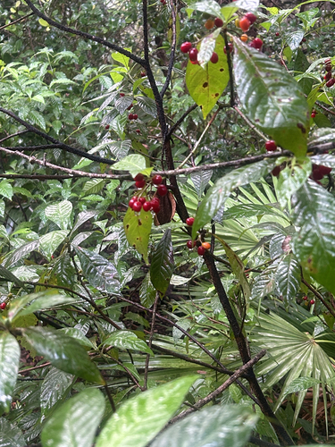 Psychotria observed 2026-10-30