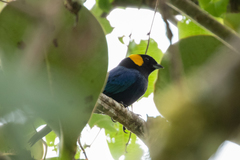 Iridosornis reinhardti