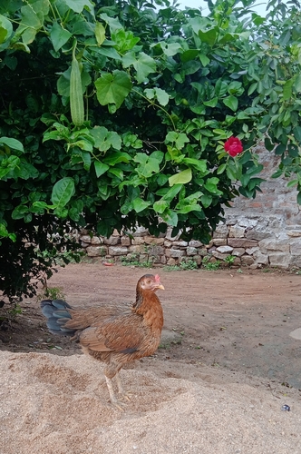 Gallus gallus observed 2026-10-30