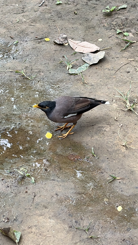 Acridotheres tristis observed 2026-10-30