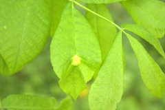 Phylloxera caryaemagna