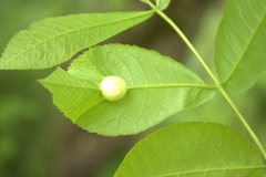 Phylloxera caryaemagna