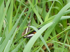 Hypolimnas bolina nerina