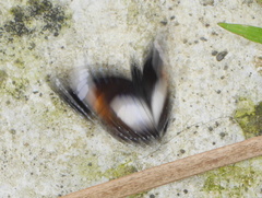 Hypolimnas bolina nerina