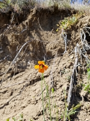 Papaver heterophyllum