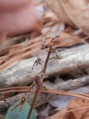 Neottia bifolia