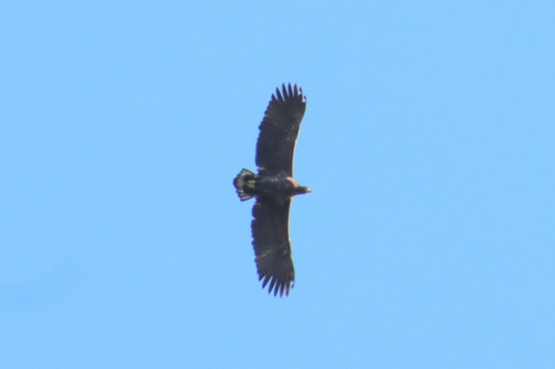 Haliaeetus albicilla observed 2026-10-30
