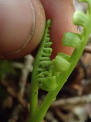 Botrychium minganense