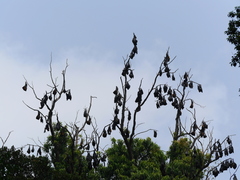 Pteropus vampyrus