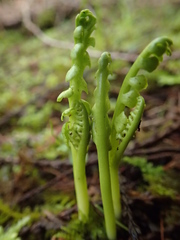 Botrychium minganense