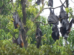 Pteropus vampyrus
