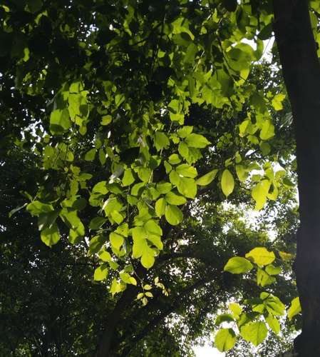 Pongamia pinnata observed 2026-10-27