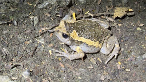 Kaloula pulchra observed 2026-10-30