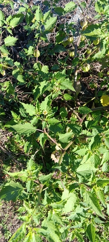 Physalis angulata observed 2026-10-30