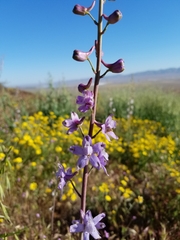 Delphinium recurvatum