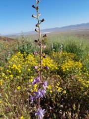 Delphinium recurvatum