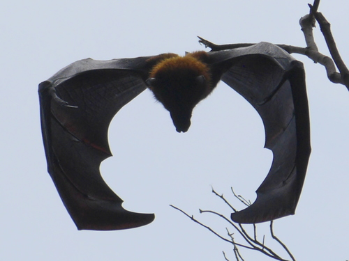 Large Flying Fox (Pteropus vampyrus)