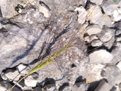 Aegilops triuncialis