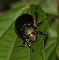 Anomala russiventris
