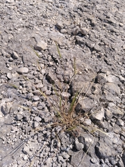 Aegilops triuncialis