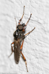 Bibio xanthopus