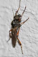 Bibio xanthopus