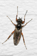 Bibio xanthopus