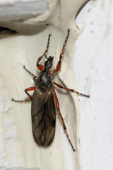 Bibio xanthopus