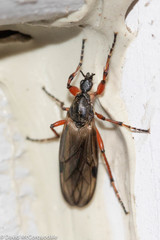 Bibio xanthopus