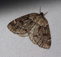 Spodolepis substriataria