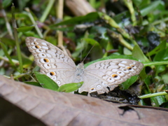 Junonia atlites atlites